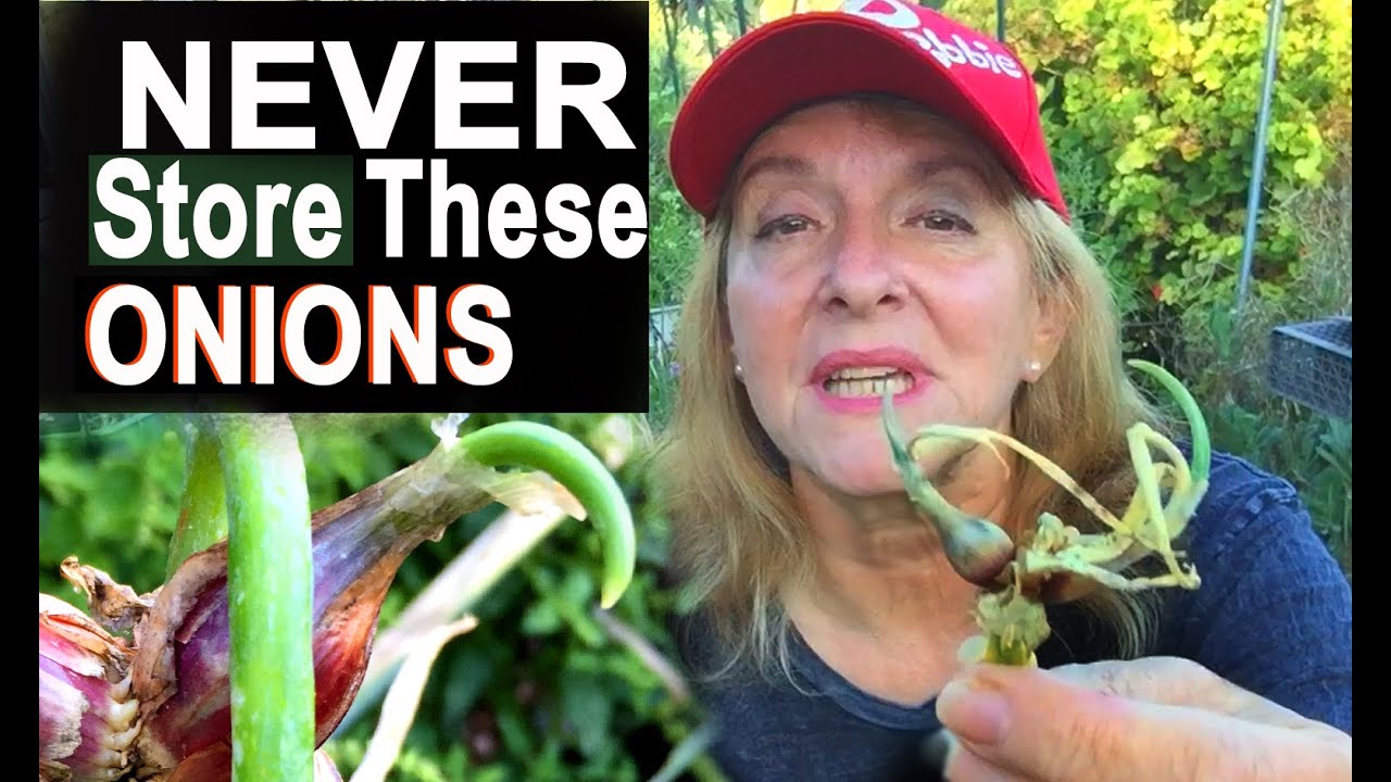 How To Grow Egyptian Walking Onions BEST Vegetable Plant for Garden Container Gardening FOREVER FOOD