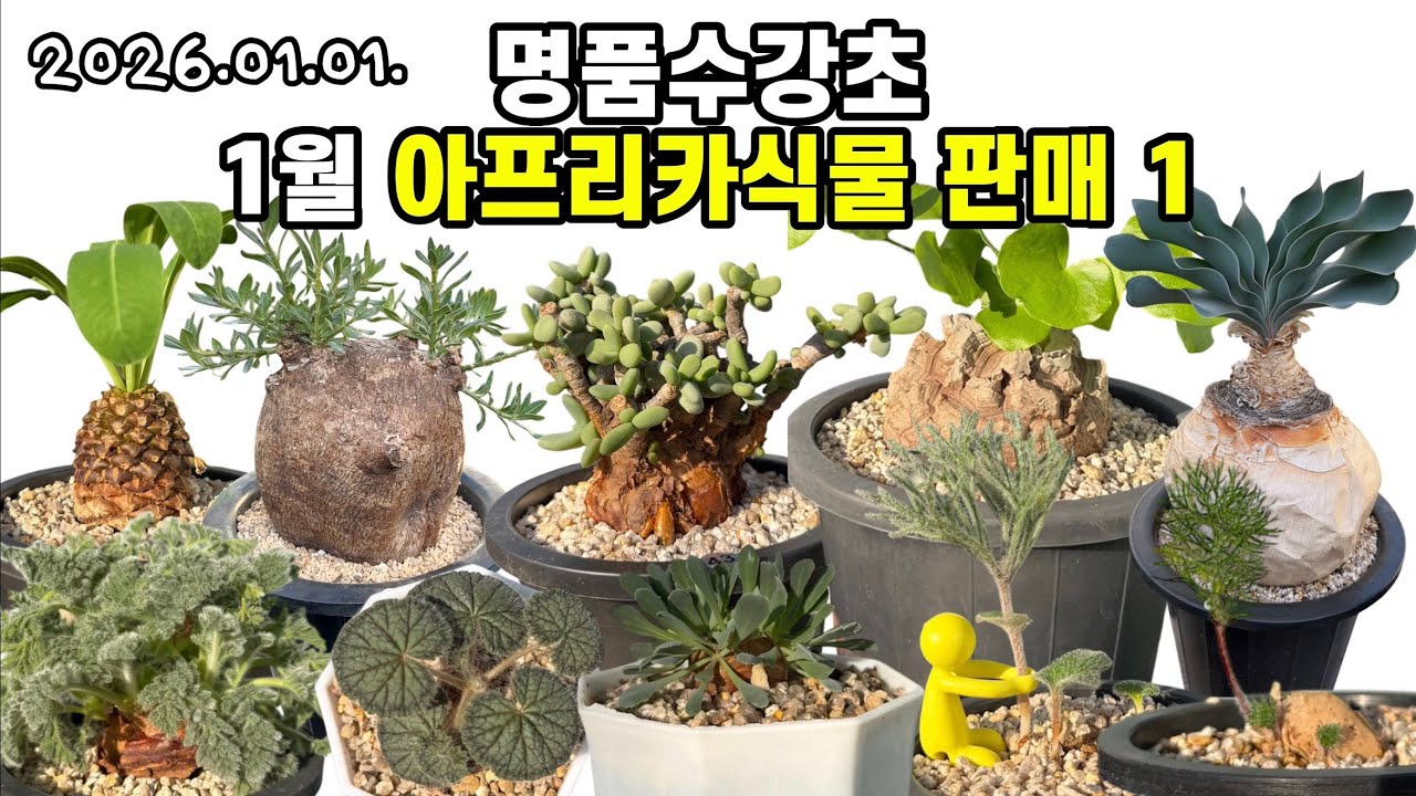 1월 아프리카식물 판매 목록1 🌵명품수강초