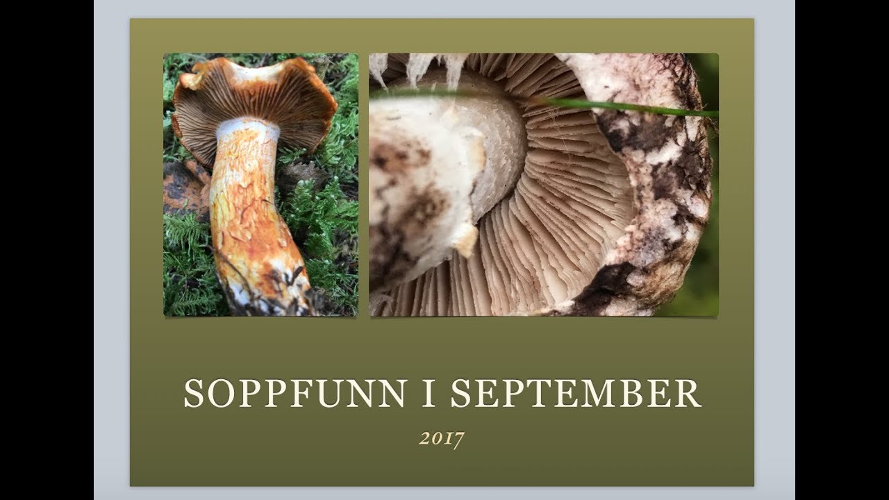 Soppfunn i September 2017
