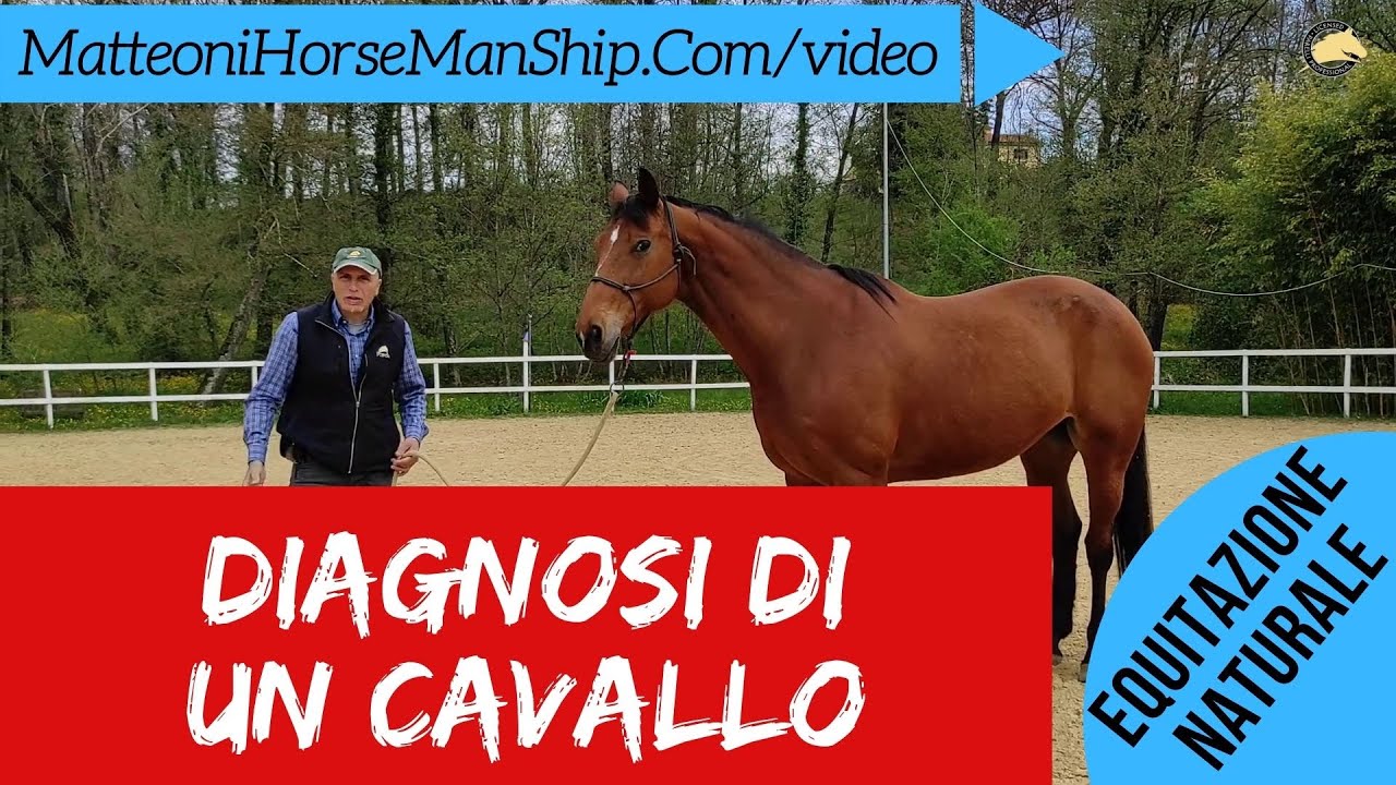 Diagnosi di un cavallo - prima di iniziare il lavoro quotidiano