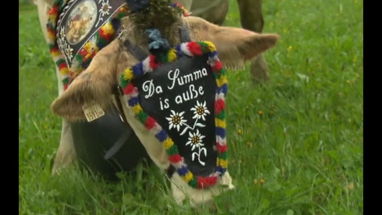 Almabtrieb 2016 Wildschönau