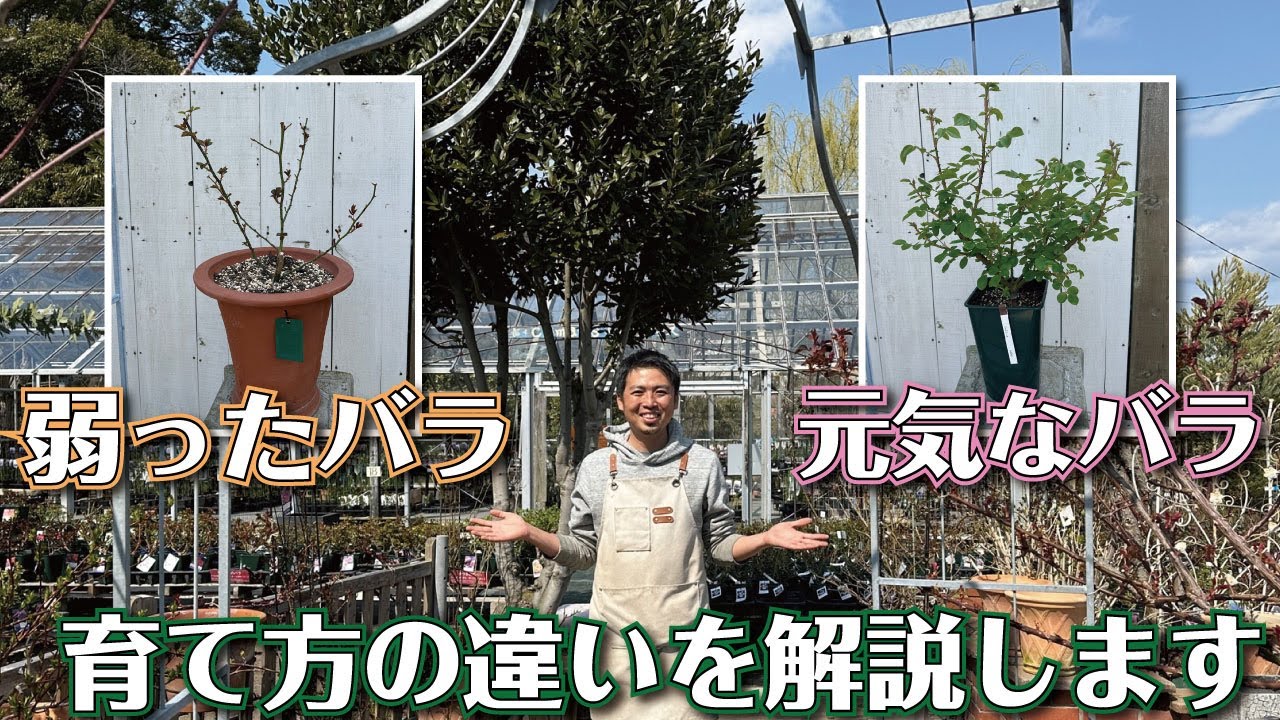【弱ったバラはどうする？】春からの育て方解説