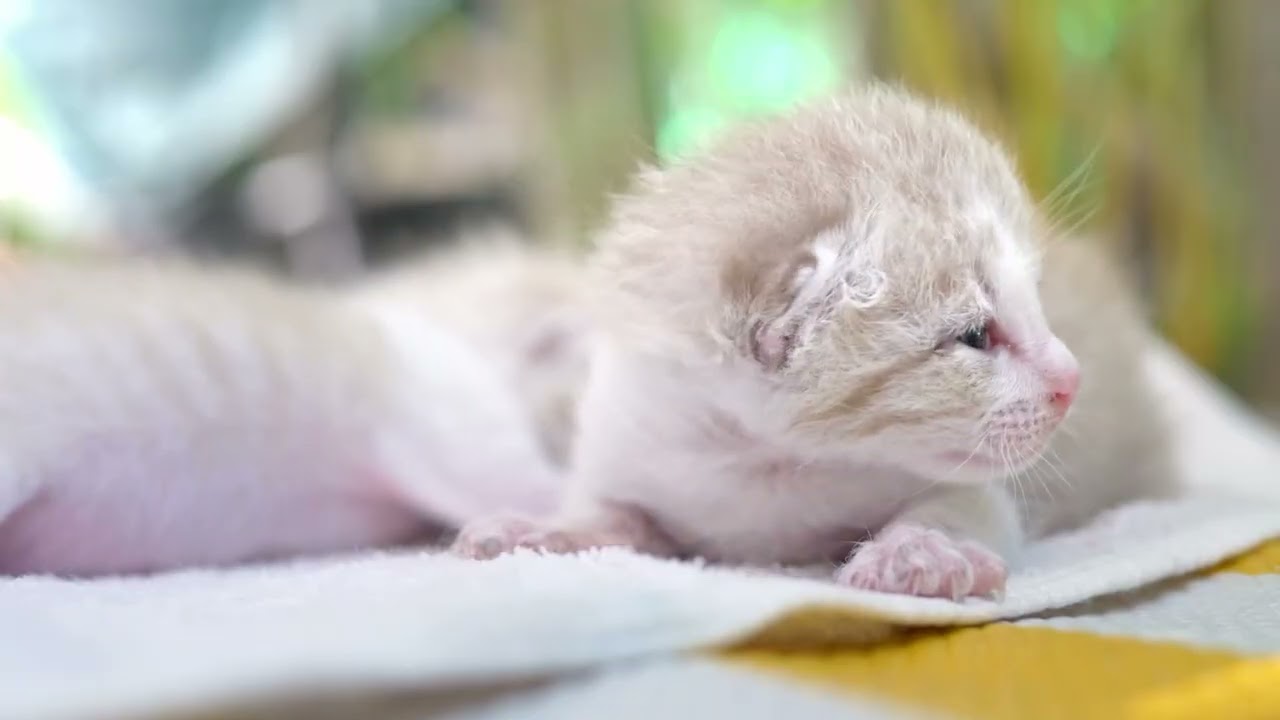고양이 꿈속으로 가는 수면 사운드│고양이휴식소