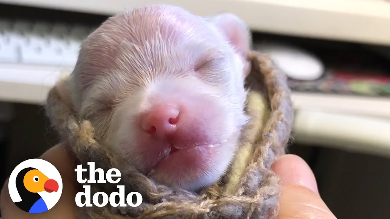Premature Chihuahua Puppy Loves Growling At His Favorite Toy | The Dodo Little But Fierce