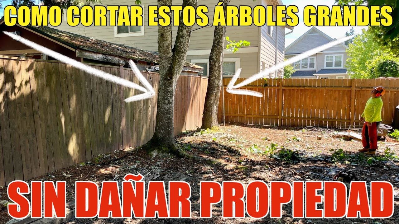 Como Cortar Un Árbol Grande y Alto Que Esta Al Lado de Una Barda y Casas Sin Dañar Nada Pasó A Paso