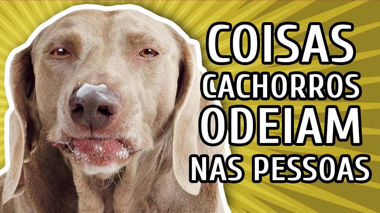 10 COISAS QUE OS CACHORROS ODEIAM NAS PESSOAS