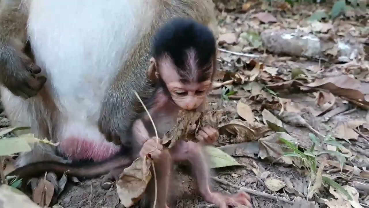 Monkey Grab In Cambodia Good All Monkeys In Khmer #327