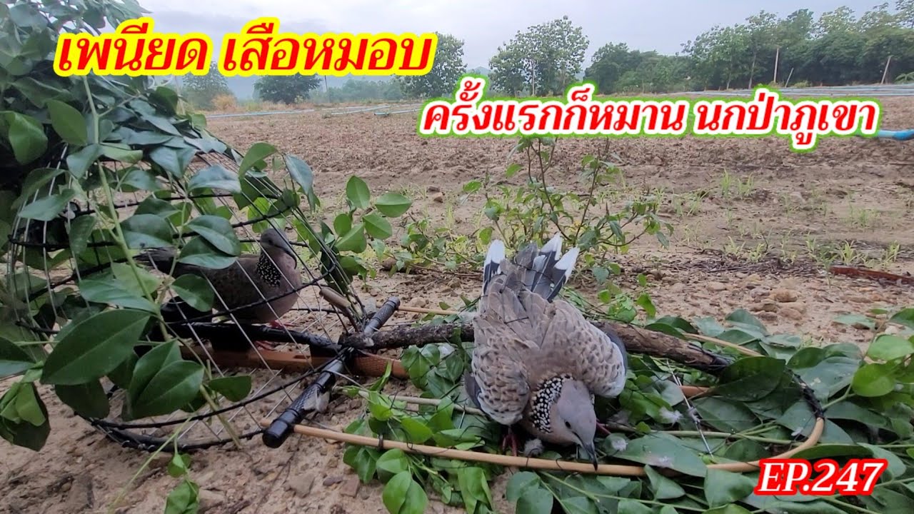 ต่อนกเขาใหญ่ป่าภูเขาสูง | เพนียดเสือหมอบ | ครั้งแรกก็หมาน นกป่าภูเขา | EP.247