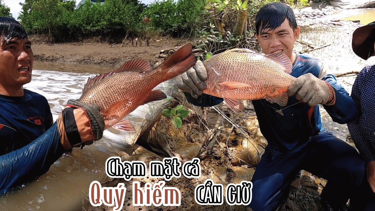 Phần 1 Mò Cá Ngát Trong Rừng Toàn Hàng Khủng /Đạt Nguyễn Cần Giờ