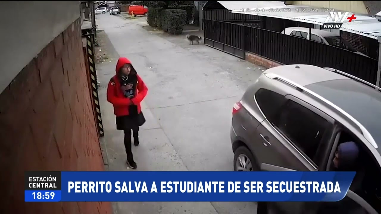 Perrito callejero salva a menor de ser secuestrada y en redes lo buscan para adoptarlo
