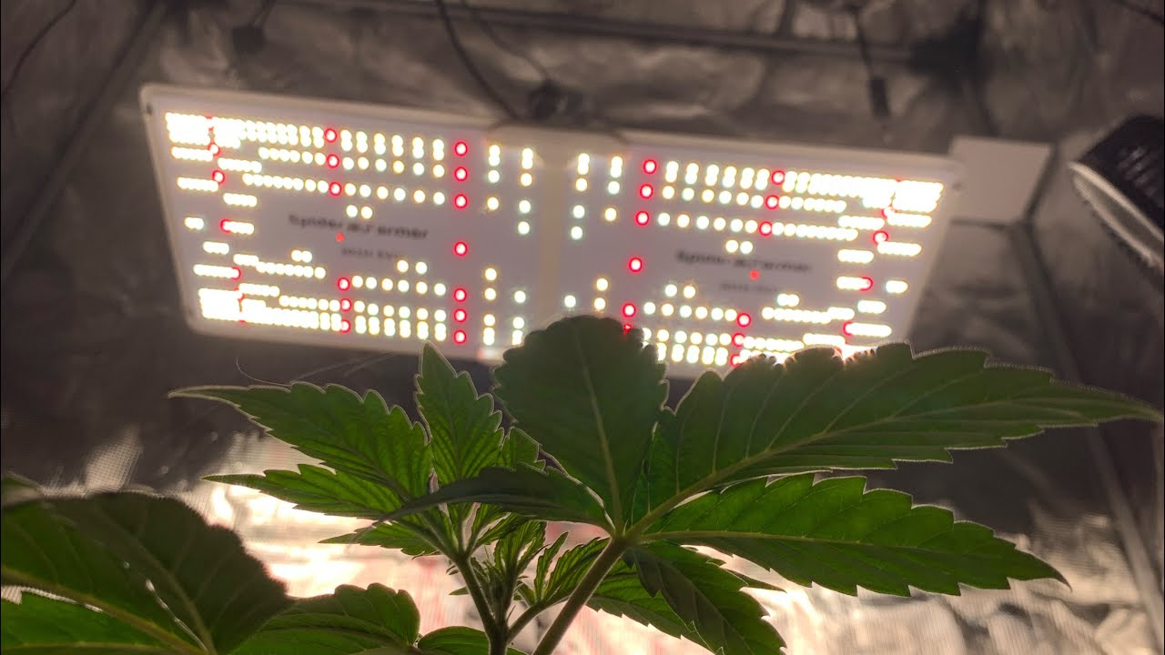 2024 Spider Farmer SF2000 301H EVO LED Rookie Mistake