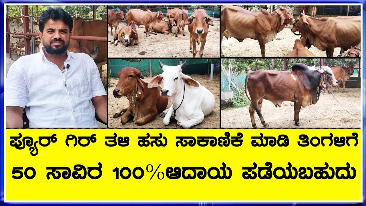 ಗಿರ್ ಹಸು ಸಾಕಾಣಿಕೆ ಬಗ್ಗೆ ಸಂಪೂರ್ಣ ಮಾಹಿತಿ ||Highest Milk Producing Cow Breed in India