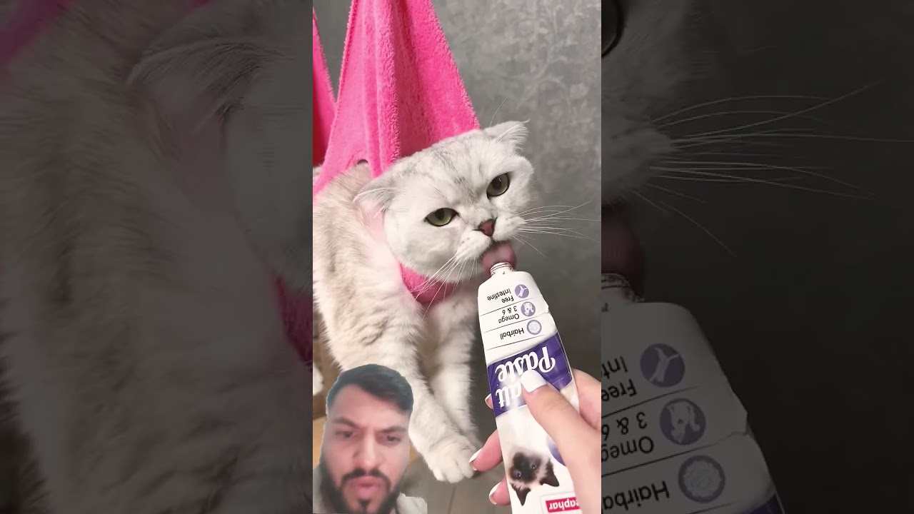 How to Trim Your Cat's Claws Without Drama! ✂️😼 #cat #cats