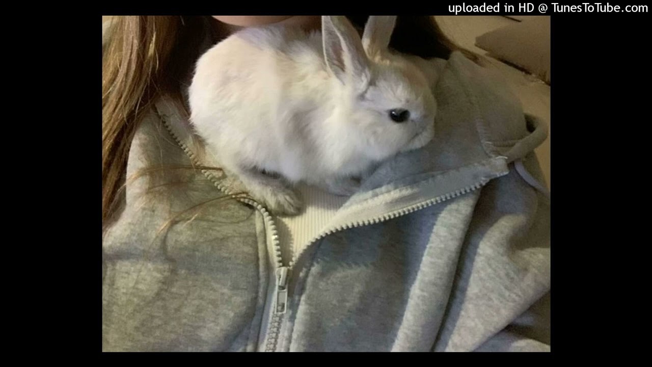 [FREE] scenecore x club x dance type beat 