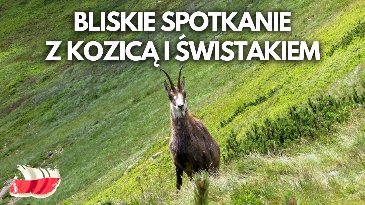 Tatry - Bliskie spotkanie Świstaka i Kozicy # Tom And Mountains # Tomand # AndMountains