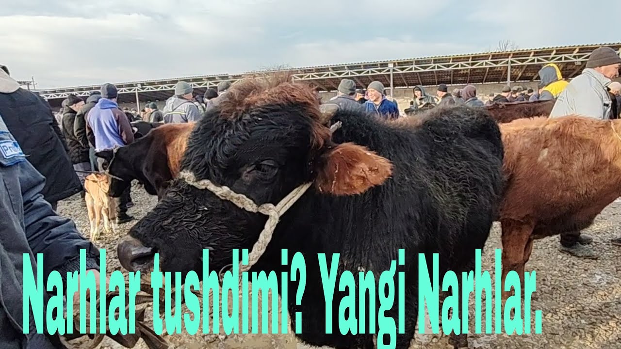Do'stlik tumani ho'kkiz narhlari 