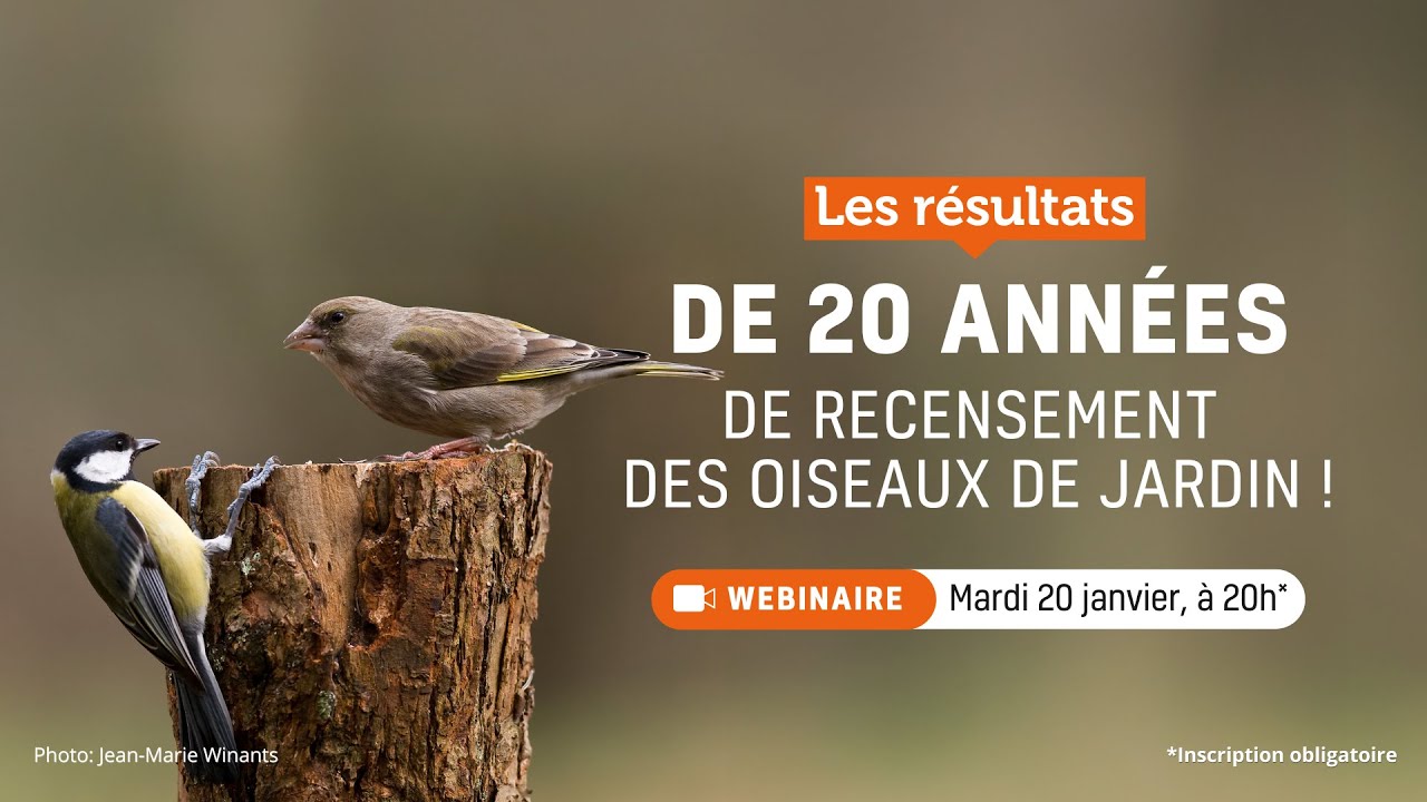 Les résultats de 20 années de recensement des oiseaux de jardin : le webinaire