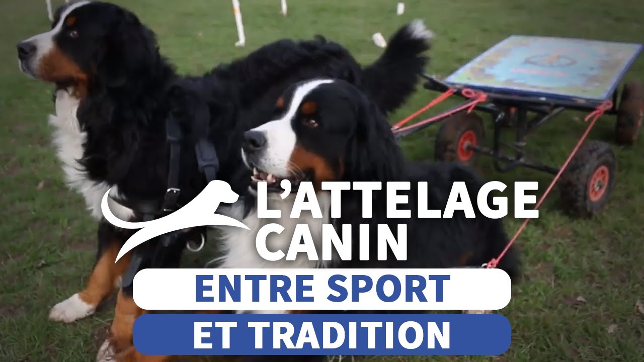 L'ATTELAGE, une activité historique et  au service de l'homme