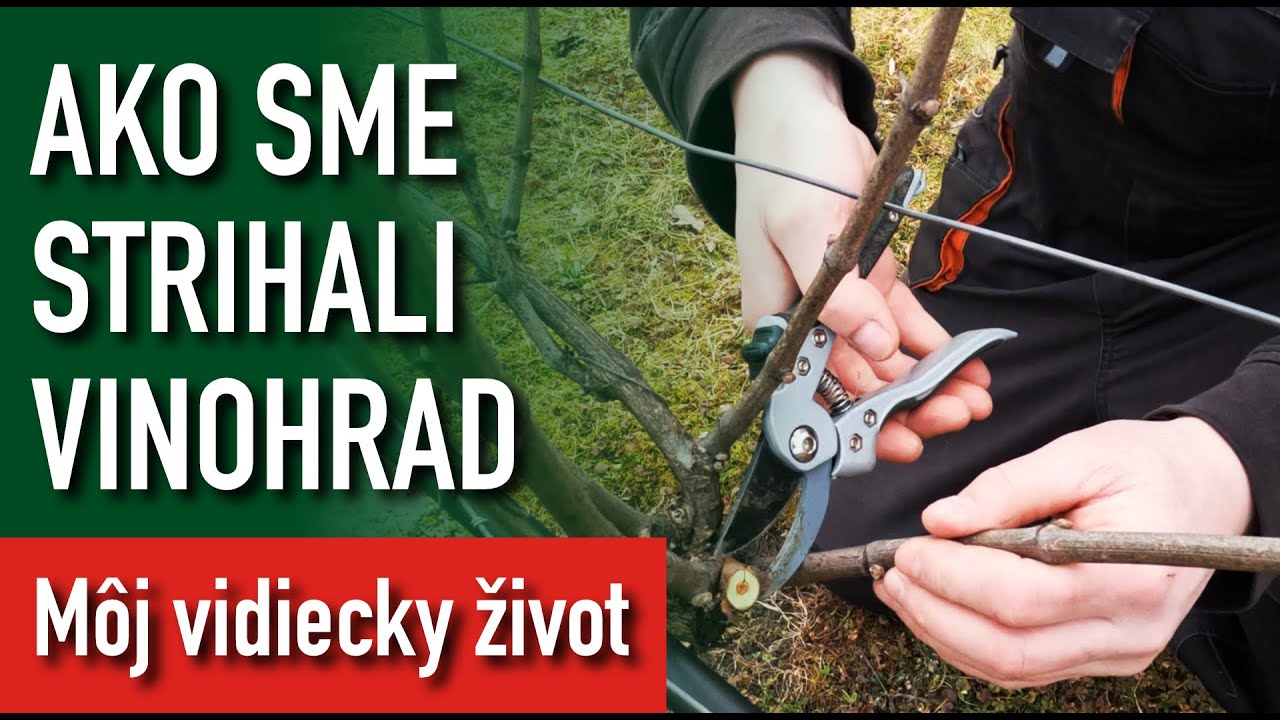 Ako sme sa učili strihať vinič - Zimný rez viniča