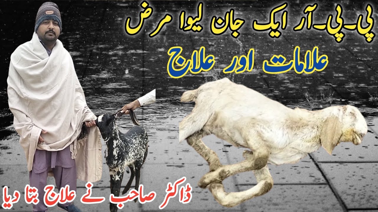 PPR Treatment in Goat| Dr Mohsin| PPR can see Kase Karin