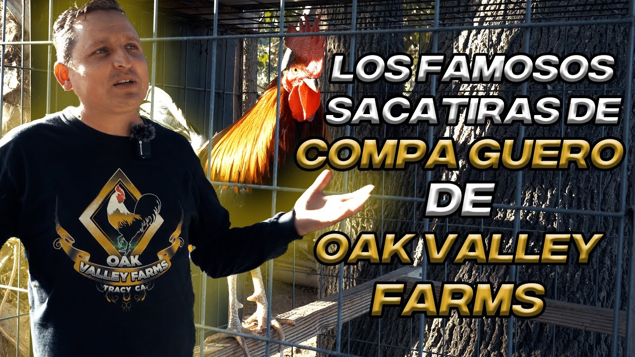 LOS FAMOSOS SACATIRAS DEL COMPA GUERO DE OAK VALLEY FARM... parte 2....