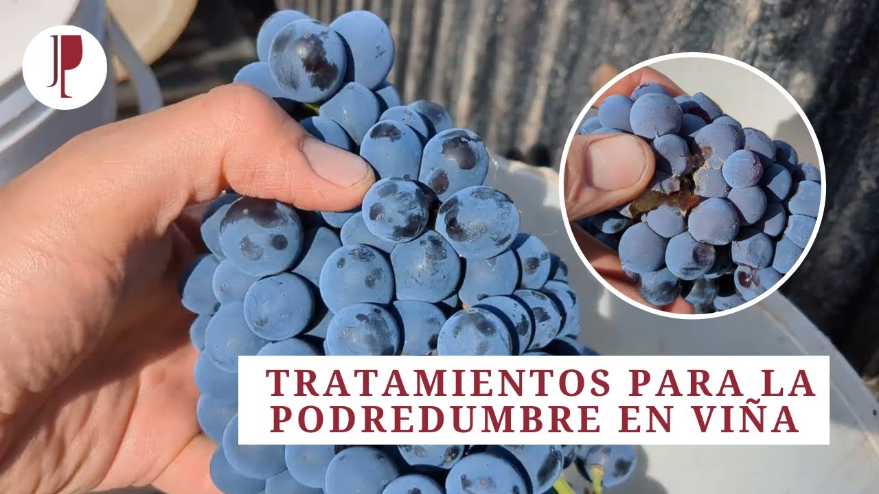 Efectividad de los tratamientos para la podredumbre en vi&ntilde;a