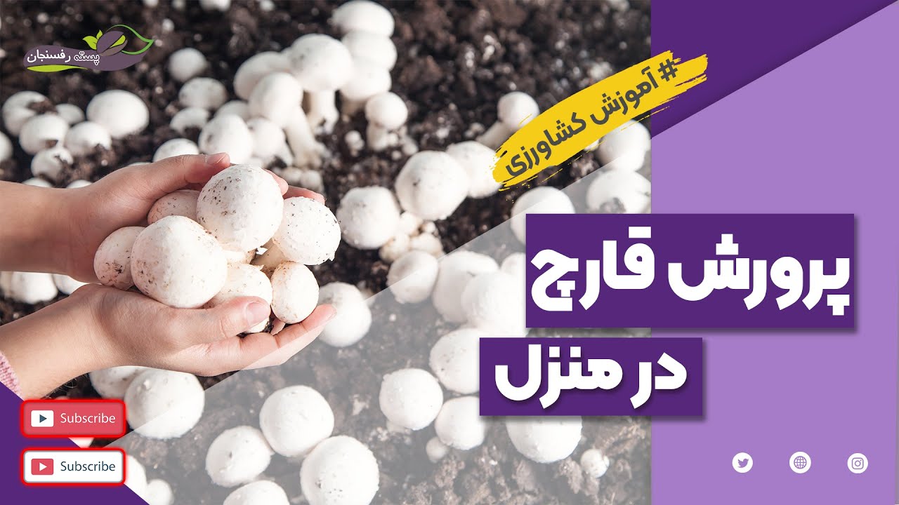 آموزش و نکات پرورش قارچ در منزل