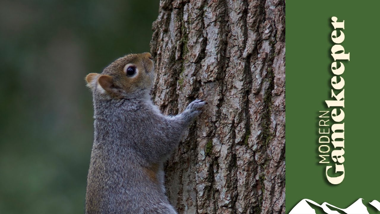 Grey squirrel shooting tactics