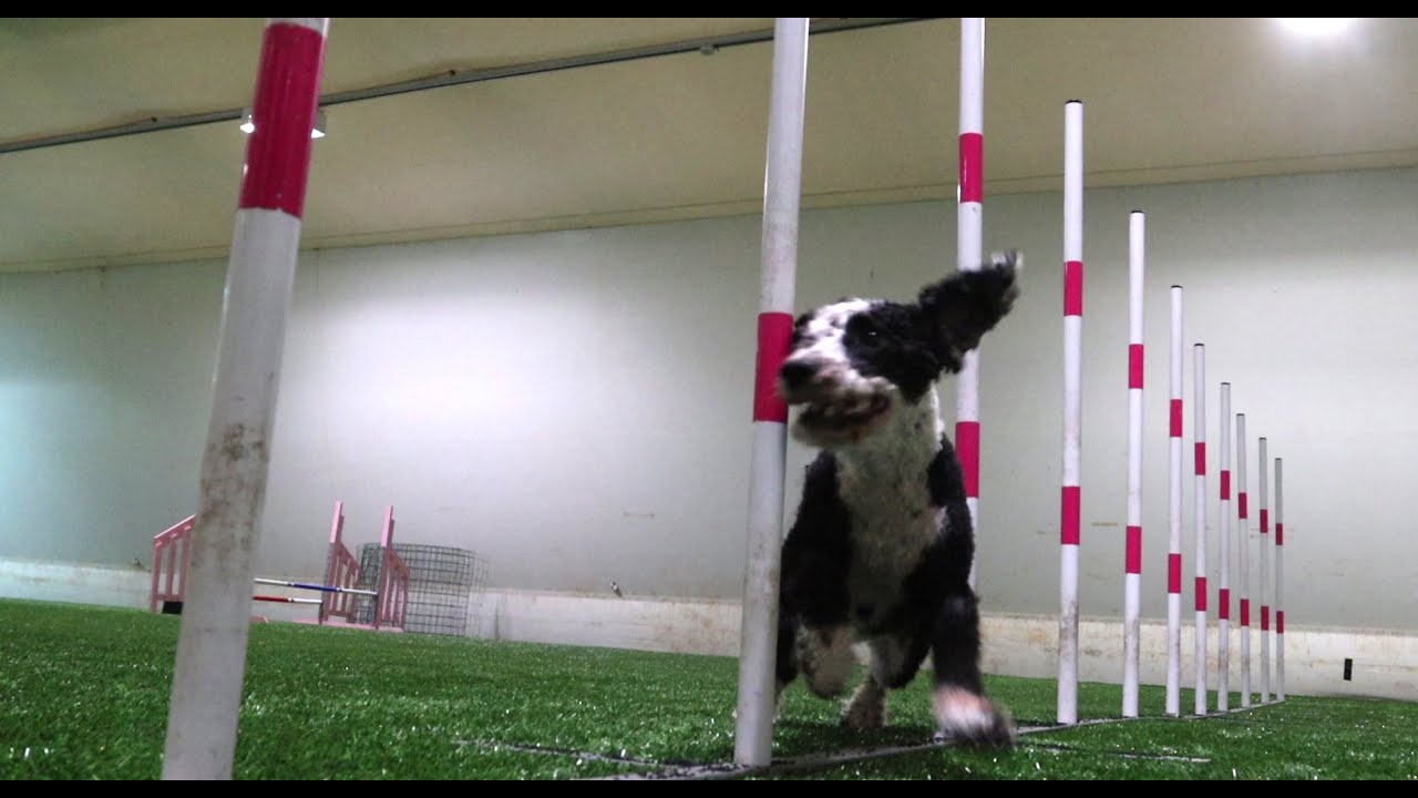 Harrasta koirasi kanssa!: Agility