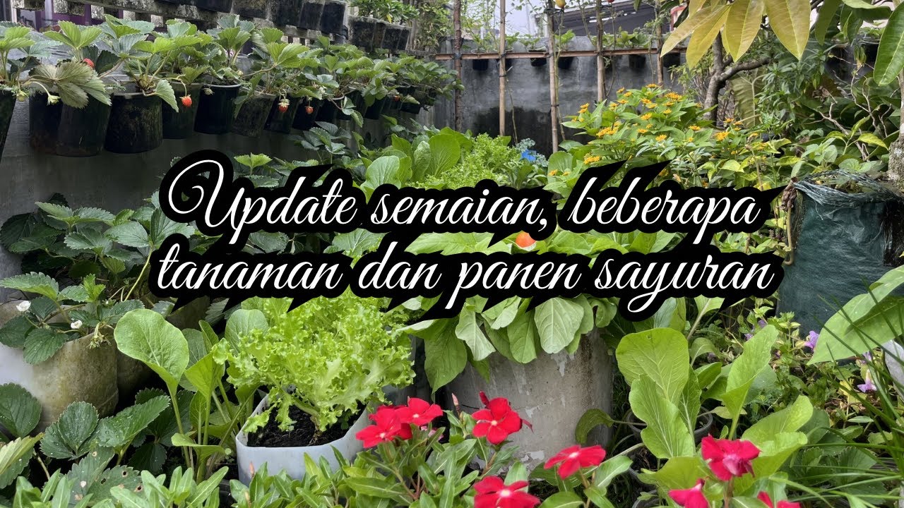 Update semaian, tanaman buah dan panen bayam di kebun mini halaman rumah
