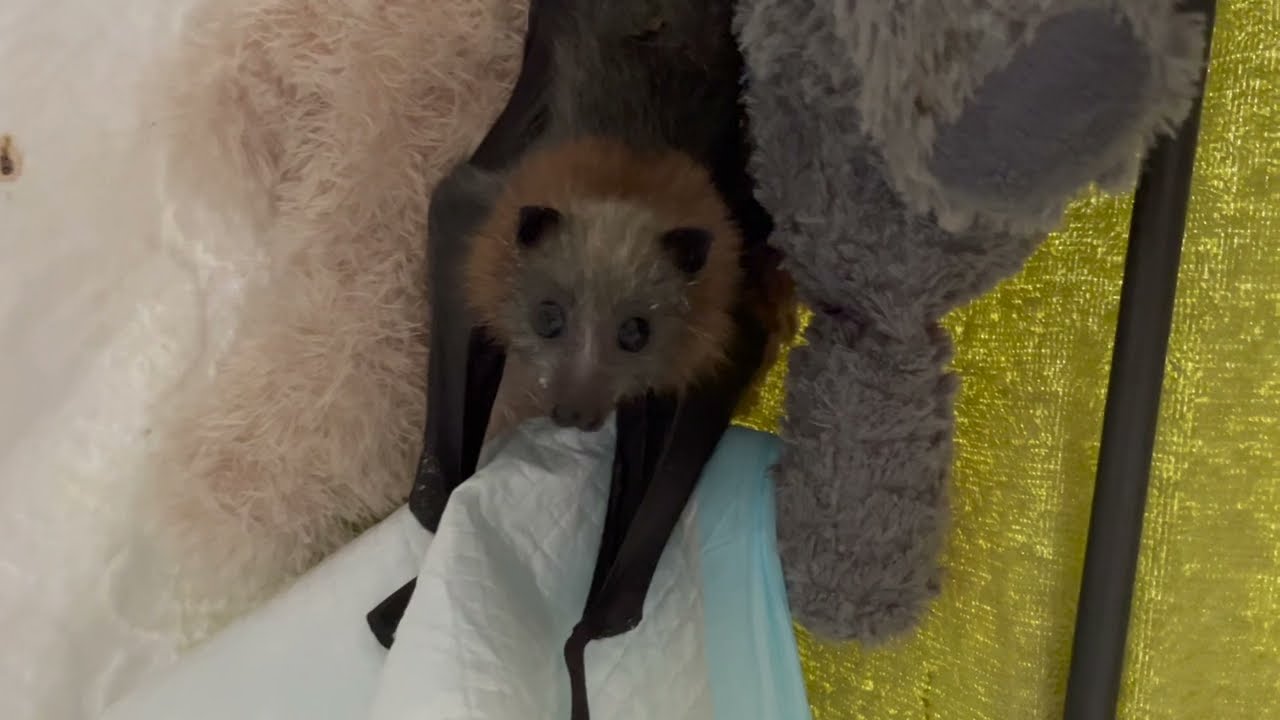 Daily life with baby flying-foxes;  Bagel invents a new game