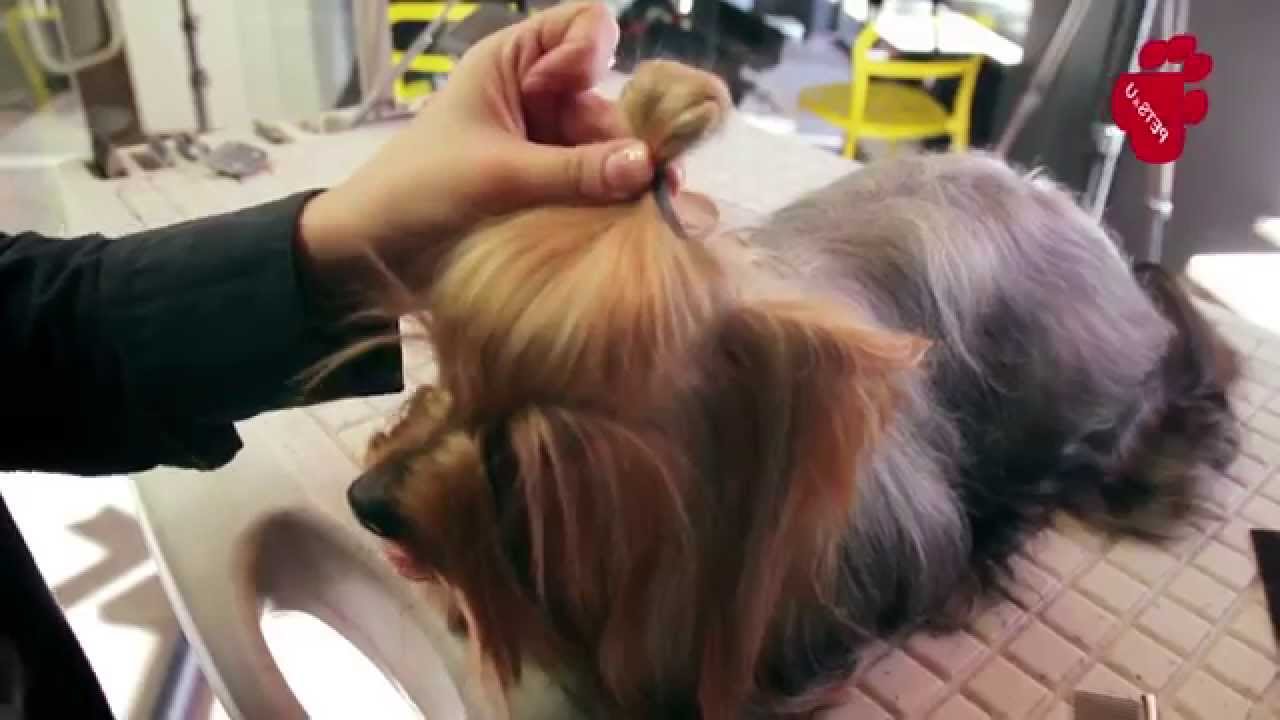 Груминг на йоркширски териер - PETS&U