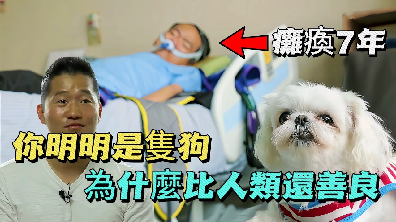 主人癱瘓7年，狗狗卻不離不棄，訓犬師：它比人類還偉大