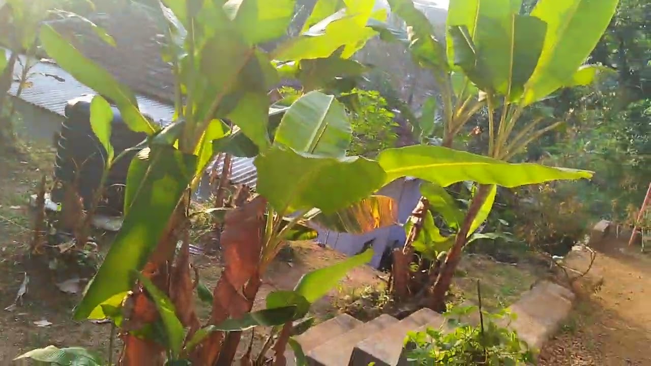 ചിക്കൻ curry