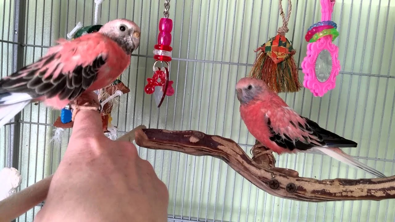 Ruby, Rosy and Raspberry my 3 Rosey Bourke Parakeets