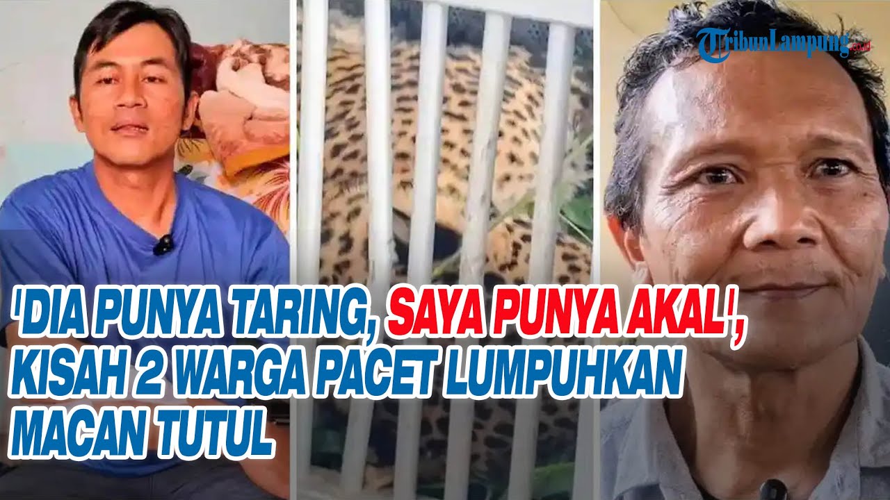 'Dia Punya Taring, Saya Punya Akal', Kisah 2 Warga Pacet Lumpuhkan Macan Tutul