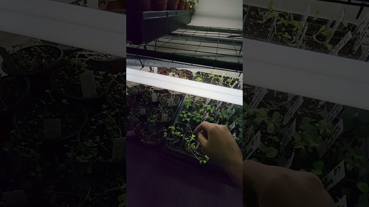 Cheap Grow Light Options For Sowing Seeds Indoors #garden #seeds #vegetablegarden #homestead #plants