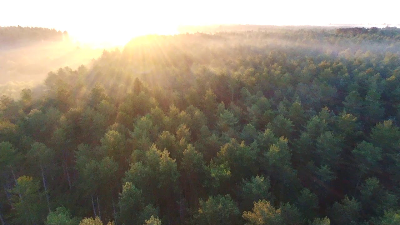 SBDP004MP4 - Forest Sunrise Drone