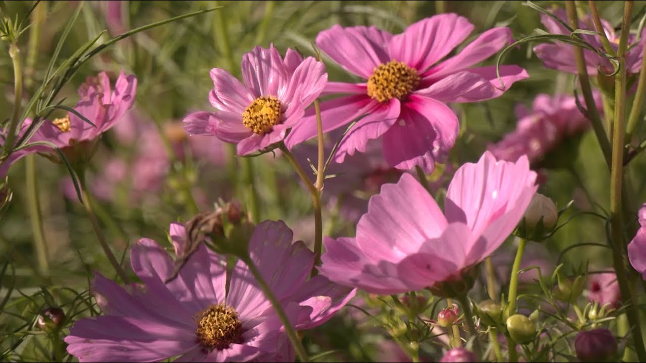 Georgia Flower Farm Blossoms with Color, Community, and a Passion for Agriculture 🌸🚜