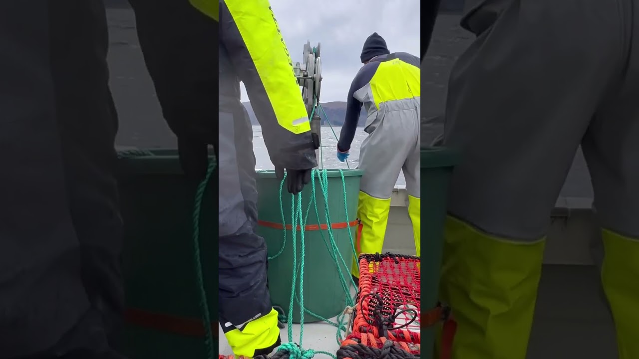 Krepsefiske på Sunnmøre
