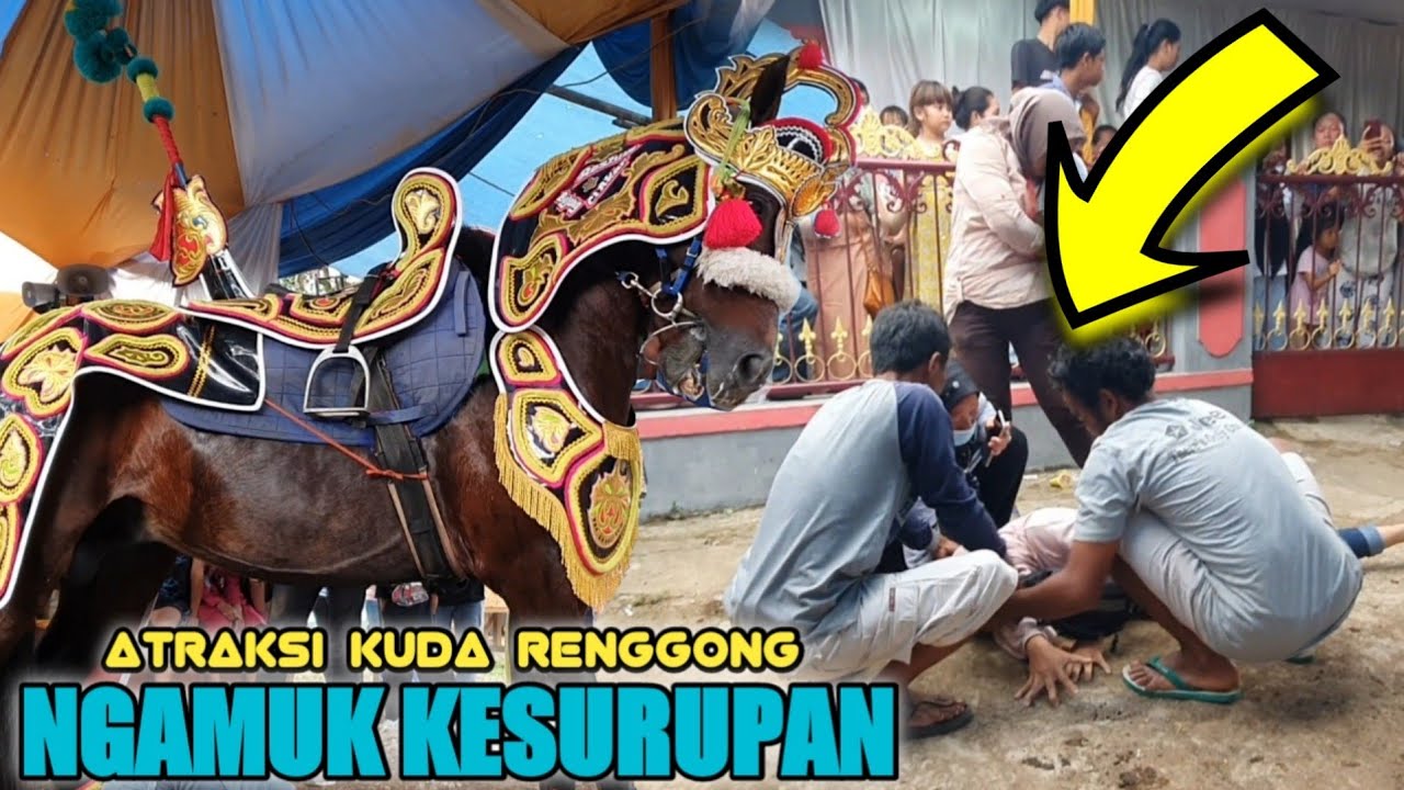 Kuda renggong - Atraksi kuda renggong ngamuk kesurupan