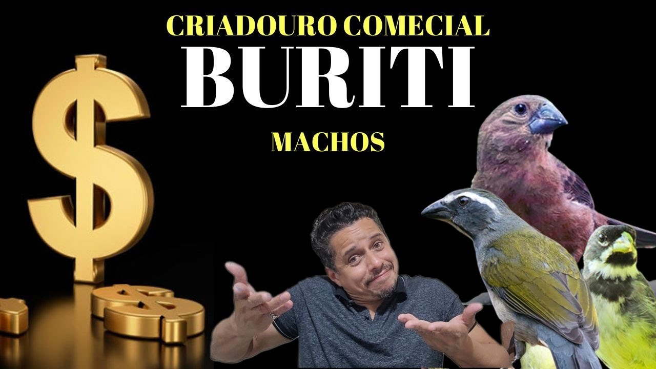CRIADOURO BURITI, VALORES DOS PASSAROS COLEIRO, TRINCA-FERRO, CURIO e BICUDO.