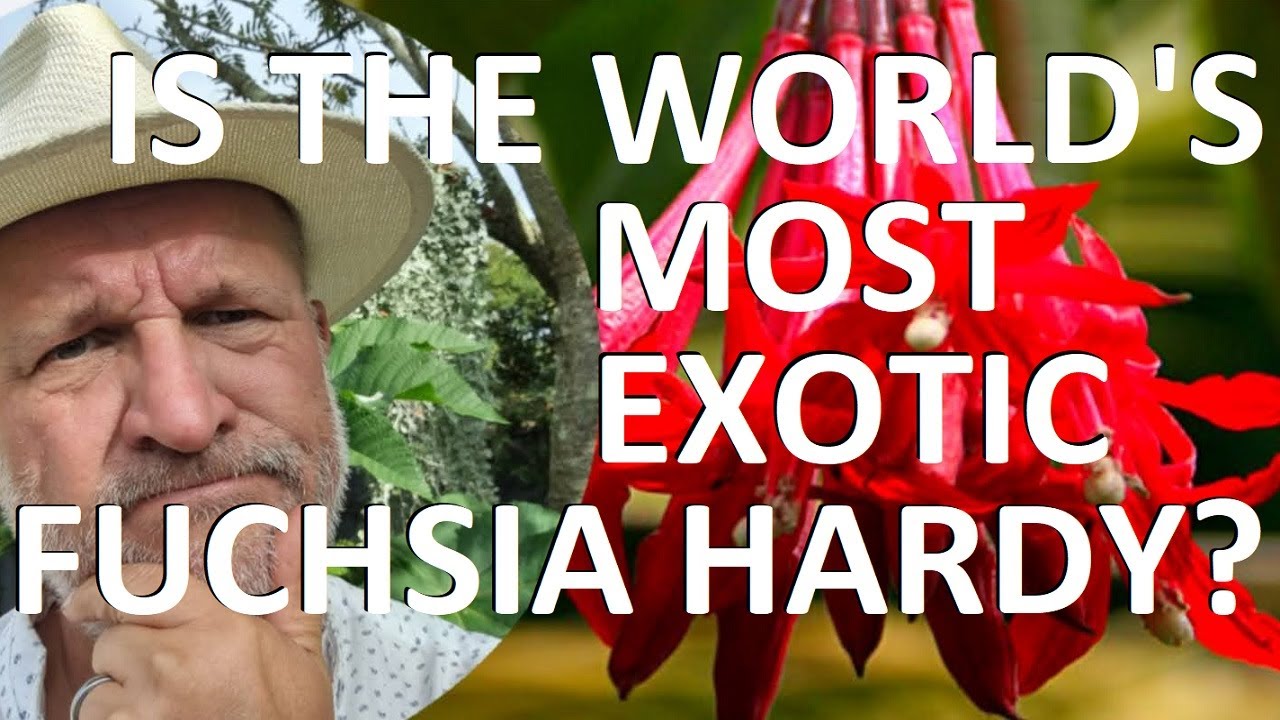 Tropical Gardens UK: Is the World's Most Exotic Fuchsia Winter hardy - Fuchsia boliviana