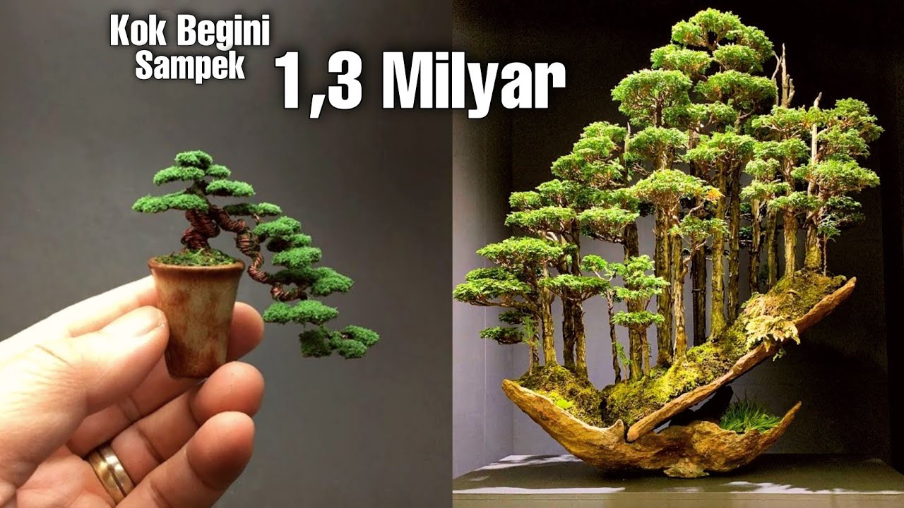 Inilah 5 Bonsai Termahal dan terbaik Didunia, POHON KERDIL YANG UNIK