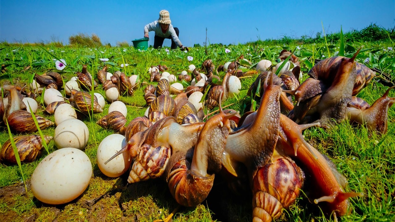 Survival Skills foraging for giant snails and wild eggs by hand
