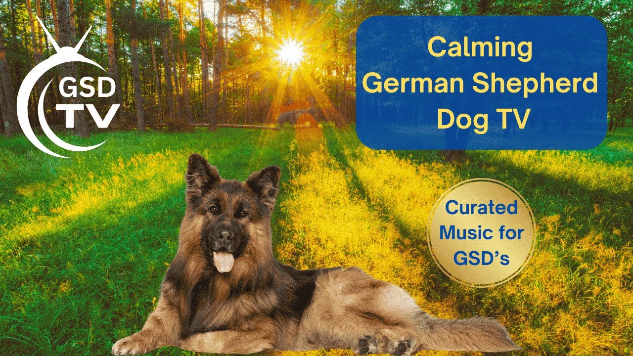Calming German Shepherd Dog TV | Relaxing Curated Music for GSD Dogs | Dog Anxiety Relief