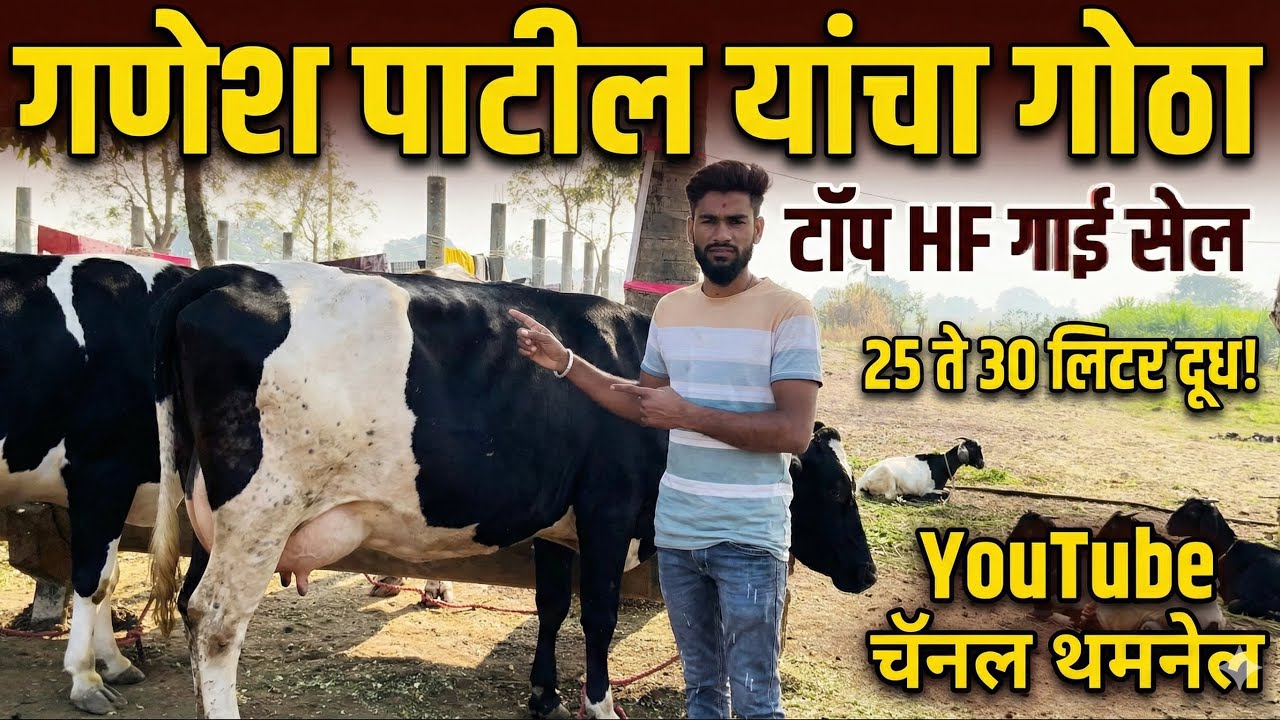 9 फेब्रुवारी 2026 गणेश पाटील यांच्या गोठ्यातील टॉप HF गाई विक्रीसाठी | दररोज 25 ते 30 लिटर दूध
