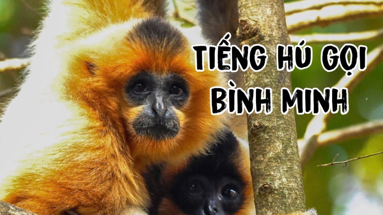 Vượn đen má vàng - hành trình phục hồi ở Vườn quốc gia Cát Tiên.