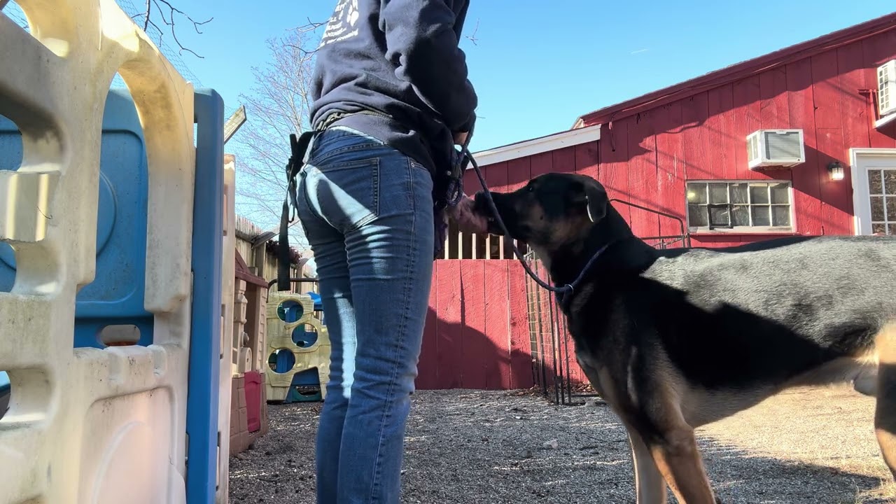 Denny- working dogs passing the fence 