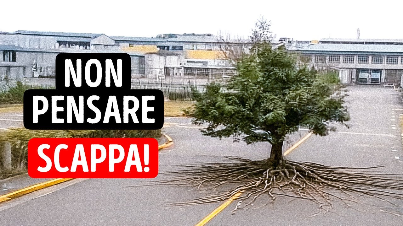 Se Questo Albero Inizia a Muoversi... Sei Già in Pericolo